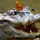 Illustration for article titled Extremely rare image shows bee and butterfly drinking crocodile tears